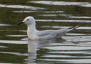 Slender-billed Gull - Larus genei © Teresa Farino